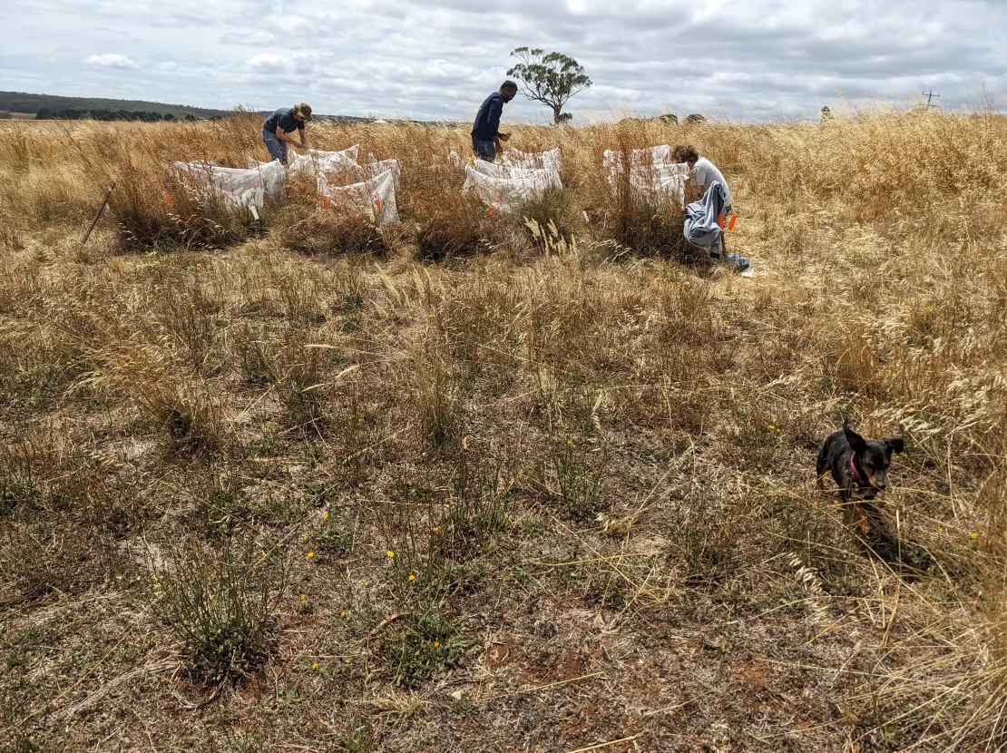 … and we work on several new projects such as the conservation of Australian Native grasses. Pictured here on a field site run by Djarra, with my dog Humboldt, our least-helpful but cutest field assistant