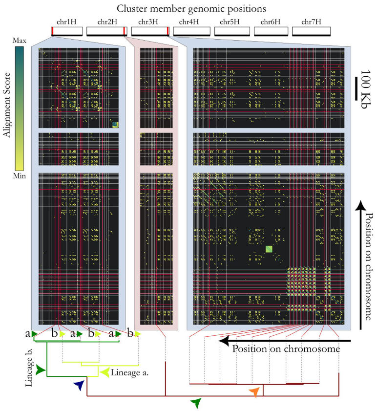 In cereal genomes, replication-inducing elements ‘cooperate’ with disease-resistance genes, acting as a mechanism of diversity generation which benefits the lineage …